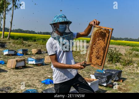 A Bangladeshi bee keeper collect honey, beehive with bees in a mustard field in Manikganj, on the outskirts of Dhaka, Bangladesh on January 03, 2021. Winter in Bangladesh is the most favorable season of honey production when fields of mustard in most parts of the country are in full bloom. Stock Photo