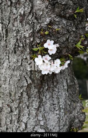 Close-up on a cherry tree trunk with flowers blooming, for early spring backgrounds Stock Photo