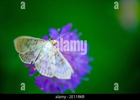 The Mother Of Pearl Moth On A Field Scabious Stock Photo