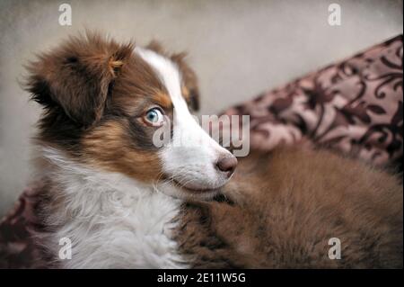 Australian shepherd puppy with mischievous look, laying in its dog bed, shallow DOF - soft focus. Side view of three months old dog at home. Stock Photo