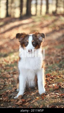 Half year old aussie sitting on forest way, shallow depth of field Stock Photo