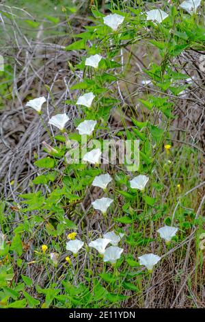 Close up of small delicate white flowers against green leaves and brown twigs Stock Photo