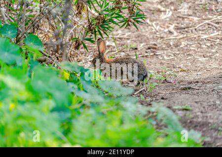 Gray animal with big ears on dry brown forest ground of San Diego California Stock Photo