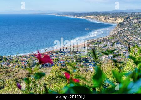 Ocean and waterfront properties in San Diego CA with blurry flower in foreground Stock Photo