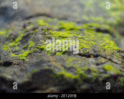 ALGAE GROWING ON SEASIDE ROCKS HORIZONTAL BAPDB10167 Stock Photo - Alamy