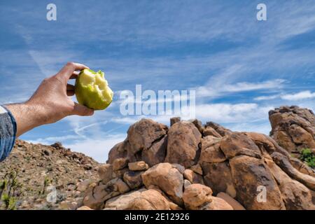 Green bitten apple on hand of man against rocks in Joshua Tree National Park Stock Photo