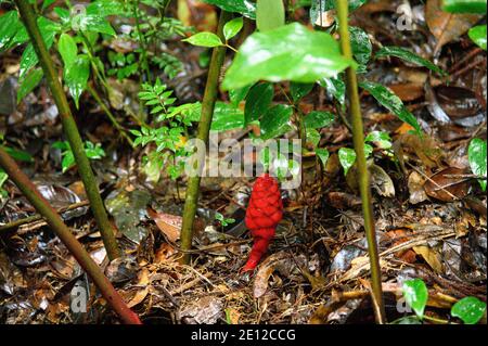 red wild ginger plant Stock Photo