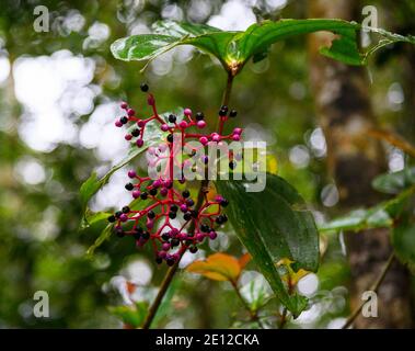 Medinilla magnifica flower Stock Photo
