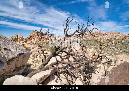 Dead tree with leafless branches against rocks at Joshua Tree National Park Stock Photo