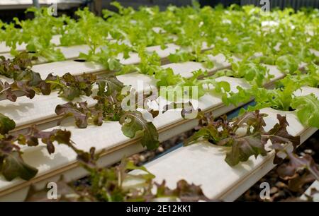 Organic hydroponic vegetable cultivation farm with rows and rows of green vegetables on white tube with water running underneath. Stock Photo