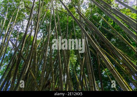 looking up through a bamboo forest Stock Photo