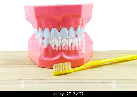 Big tooth model and toothbrush on wooden isolated on white background. Stock Photo