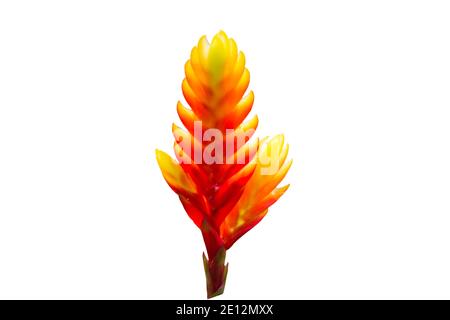 Colorful of red Bromeliad flower isolated on white background.Saved with clipping path. Stock Photo