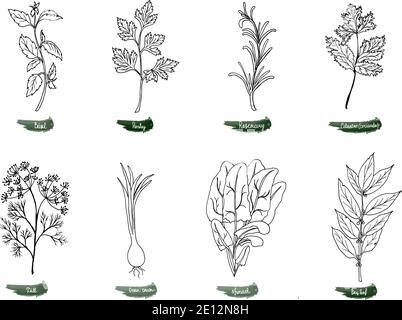 Medicinal plants and herbs part1