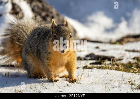 Cute American Red Squirrel (tamiasciurus hudsonicus) watchful in the winter park Stock Photo