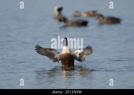 Northern shoveler duck drake male flapping wings in the water Stock Photo