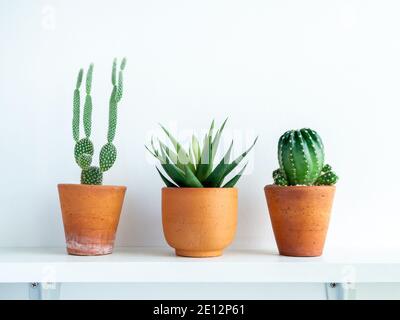 Green cactus and succulent plants in small modern terracotta pots on white wood shelf isolated on white wall background. Stock Photo