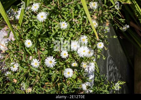 'Graaf Reinet' Annual Ice Plant, Frövisare (Delosperma congestum) Stock Photo