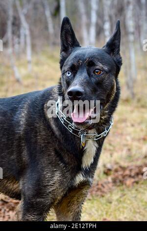 black husky german shepherd mix