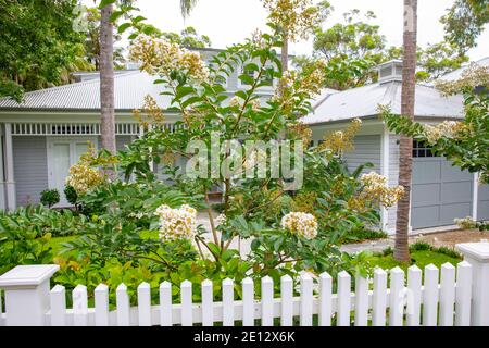 Sydney Australia crepe myrtle natchez lagerstroemia Indica in full flower with white flowers,Sydney garden,Australia Stock Photo