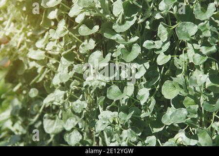 Dichondra argentea ‘Silver Falls’ Plant Natural Pattern Background Stock Photo