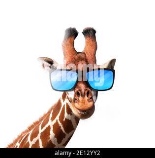 Smiling giraffe wearing a blue sunglasses isolated on white background Stock Photo