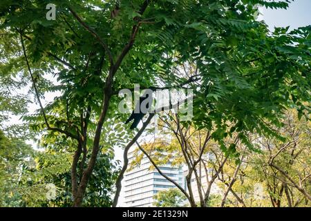 A crow eating plastic bag on a tree in public park Stock Photo