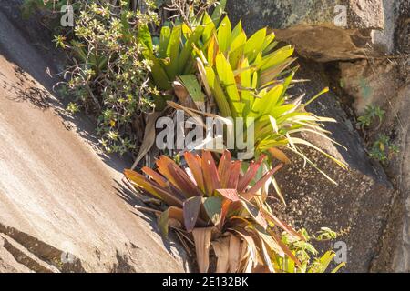 Bromelia on a parking lot south of Teresopolis in the state of Rio de Janeiro in Brazil, view from the side Stock Photo