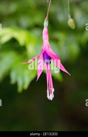 Pink flower of a Fuchsia sp. in the Serra dos Orgaos in the State of Rio de Janeiro in Brazil, view from the side Stock Photo