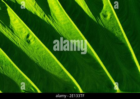 Light on Green Leaf in Soft Focus Texture Detail for Abstract Background. Stock Photo