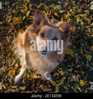 Top view of cute red mixed breed puppy sitting in an autumn park against backdrop of bright fallen multi-colored leaves. Love animals Stock Photo