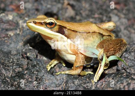 Bronzed frog, Hylarana temporalis, Maharashtra, India Stock Photo