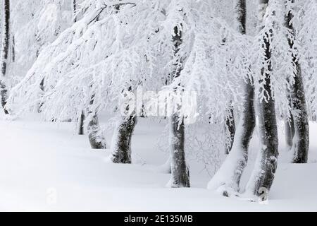 wintry forest, tree trunks covered in snow Stock Photo