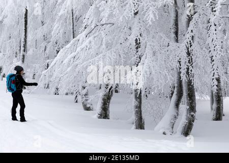 A lone female hiker walks through a snow covered forest in an alpine forest in winter. Stock Photo
