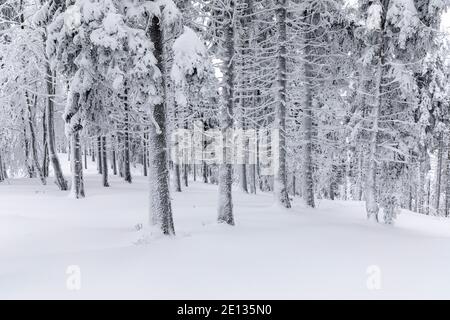 wintry forest, tree trunks covered in snow Stock Photo