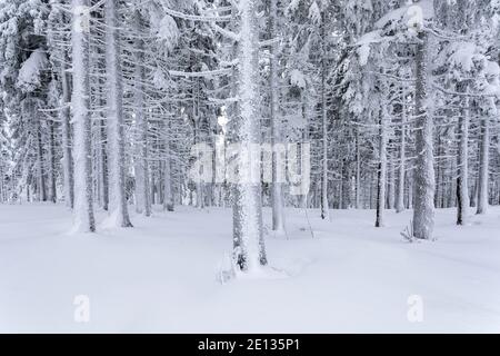 wintry forest, tree trunks covered in snow Stock Photo