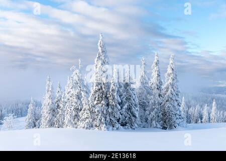 snow covered spruce trees in winter landscape Stock Photo