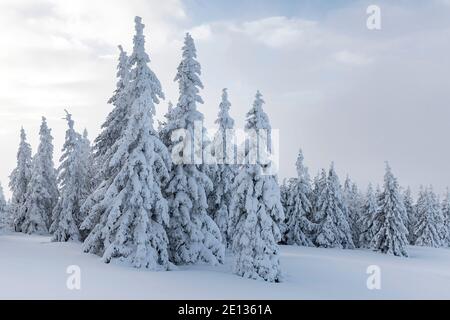 snow covered spruce trees in winter landscape Stock Photo