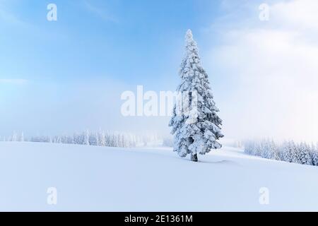 Beautiful tree covered with white snow stands on the lawn. Winter scenery. Mountain landscapes Stock Photo