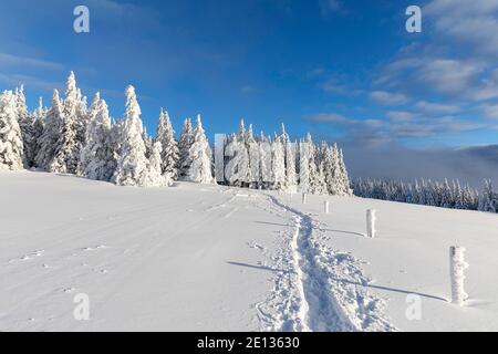 Path in snow, wintry rural landscape, pine trees and wooden fence covered in snow Stock Photo