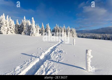 Path in snow, wintry rural landscape, pine trees and wooden fence covered in snow Stock Photo