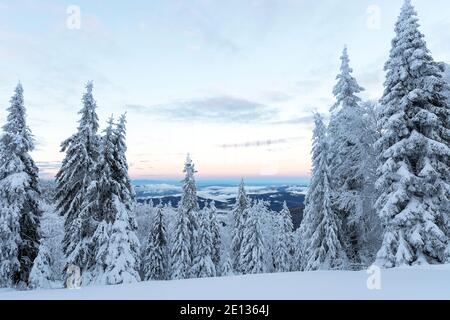 snow covered spruce trees in winter landscape Stock Photo