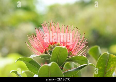 Bloom of the Persian silk tree - albizia julibrissin - detail Stock Photo