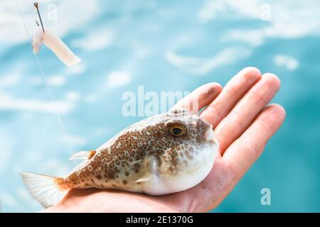 Fugu fish is lying on the palm of hand, Gulf of Thailand. Stock Photo