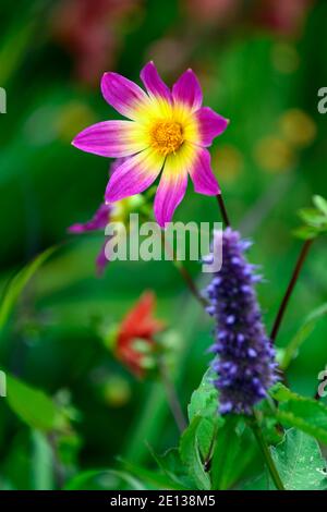 Dahlia Bright Eyes,purple pink yellow dahlias,agastache black adder,mixed planting scheme,plant combinations,flower,flowers,flowering,RM Floral Stock Photo