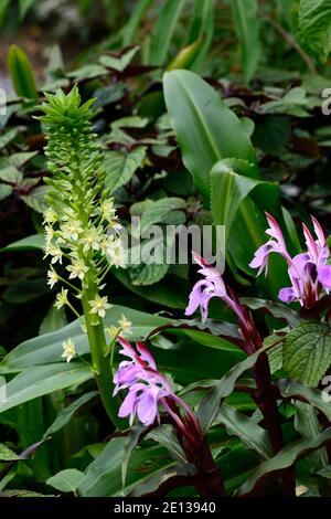 Eucomis pallidiflora ssp pole-evansii,Giant Pineapple Lily,roscoea purpurea spice island,lilac flowers,purple flower,showy orchid-like flowers,floweri Stock Photo