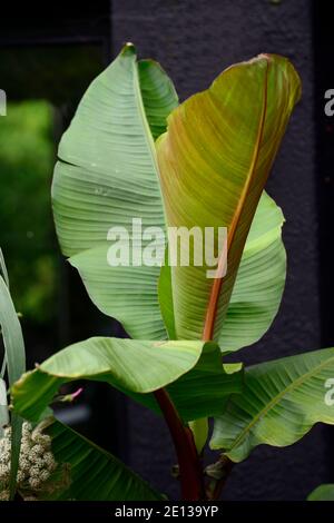 Musa itinerans Burmese Blue,Blue Burmese Banana,;eaves,foliage,dramatic plant,exotic garden,gardens,tropical planting,RM floral Stock Photo