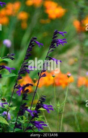 Salvia guaranitica Black & Bloom,Anise-Scented Sage,dark purple blue flowers,flower,flowering,salvias,trumpet flowers,dark stems,dark stemmed salvia,o Stock Photo