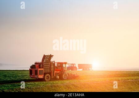 farmers harvest early in the morning at sunrise. Stock Photo