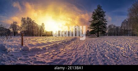 Panoramic view of sunset over covered in snow park with big fir tree in winter